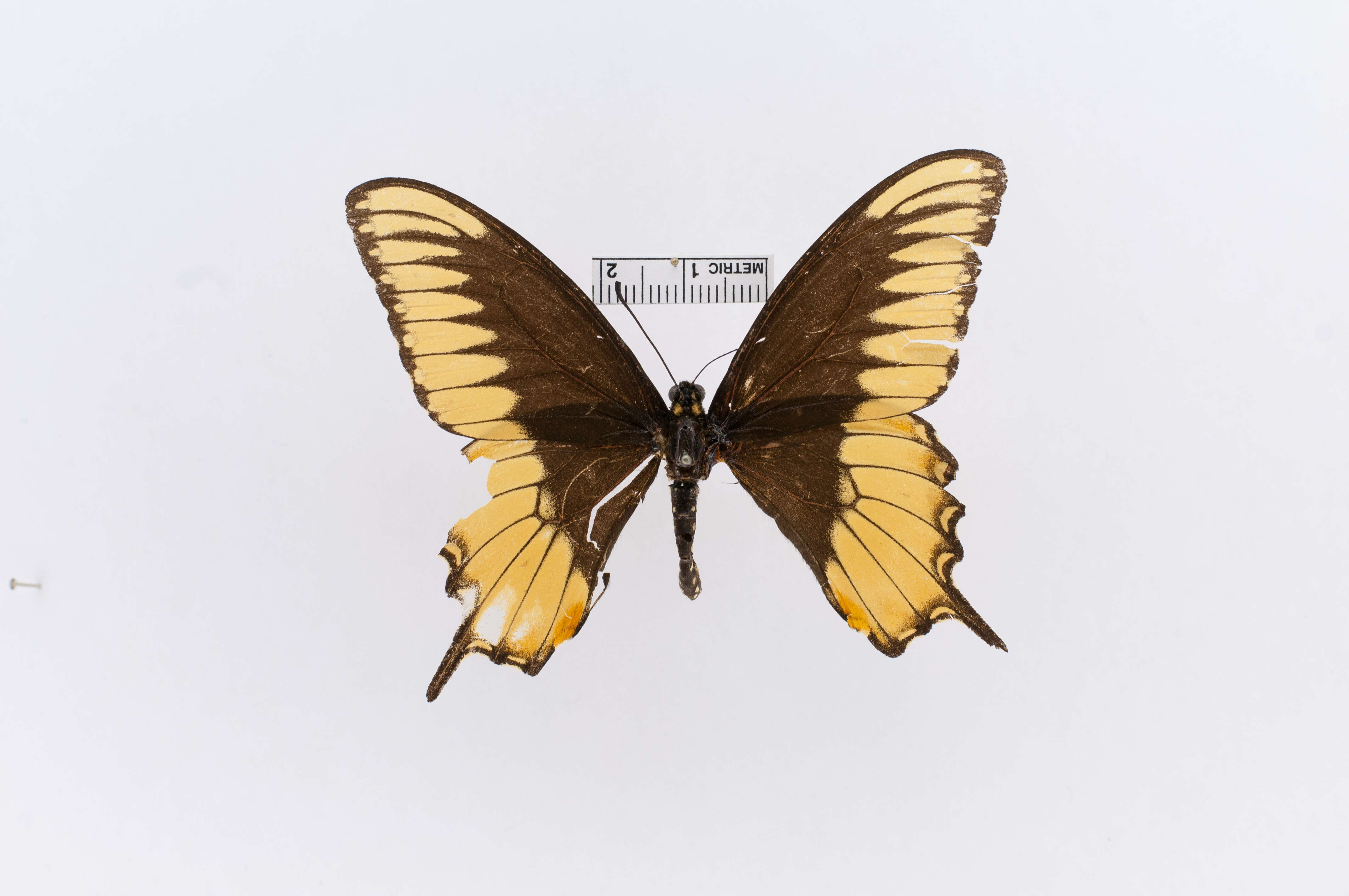 Image of Papilio Linnaeus 1758