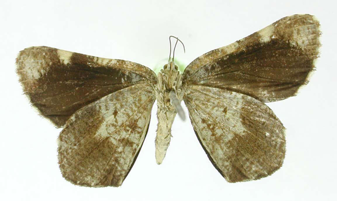 صورة Heterusia simulatrix Dognin 1907