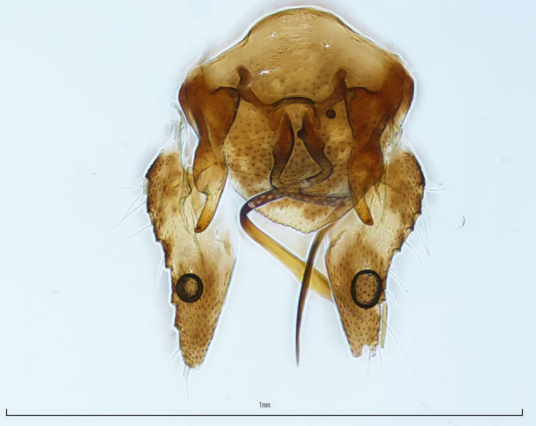 Image of Scaphytopius (Cloanthanus) verecundus Van Duzee 1910