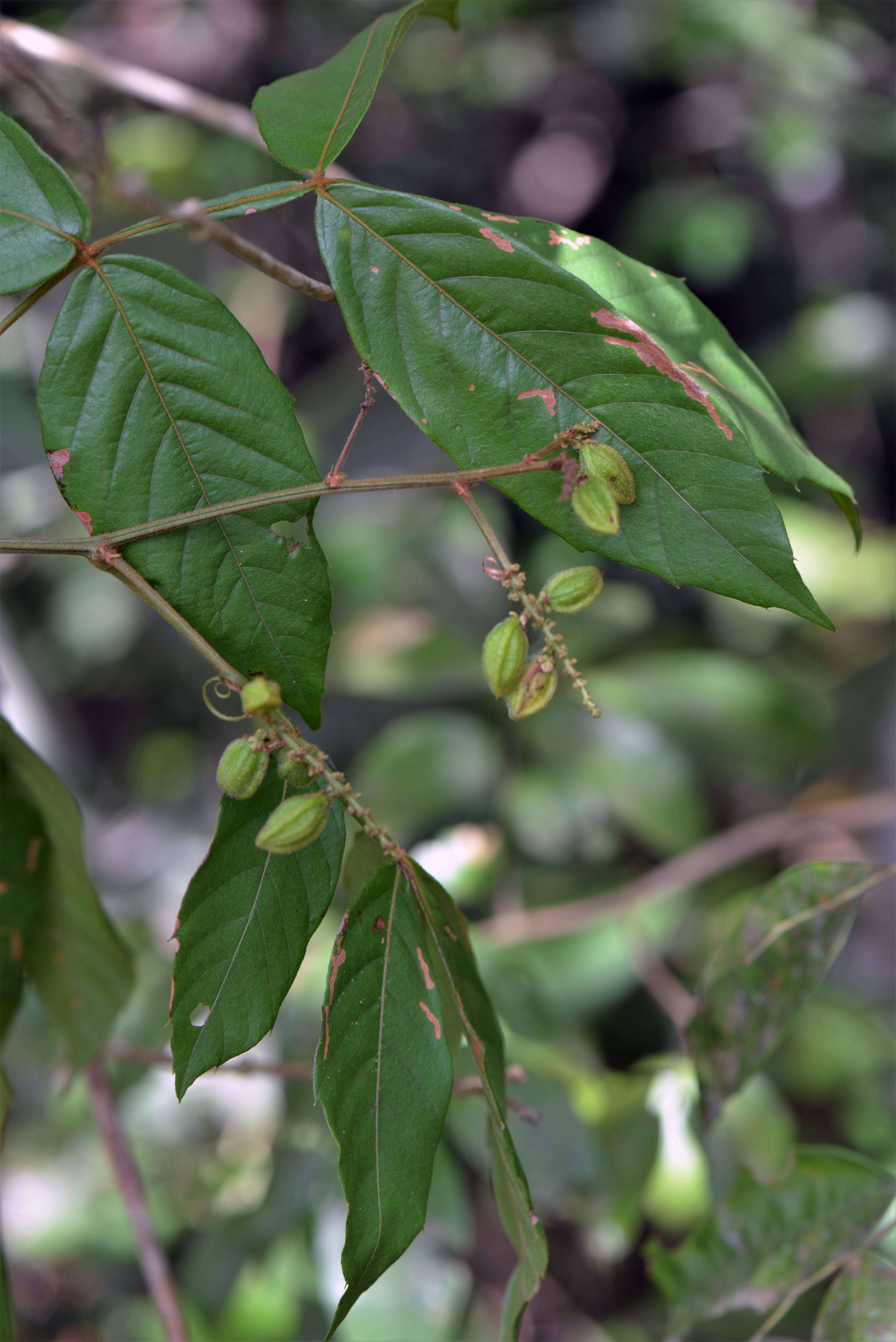 Слика од Paullinia rubiginosa Cambess.