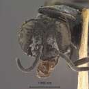 Image of Solierella plenoculoides similis (Bridwell 1920)