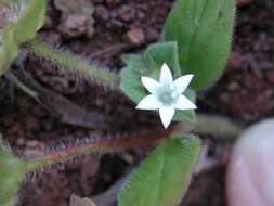 Image of tropical Mexican clover