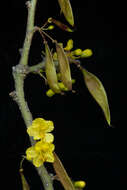 Image of Parkinsonia praecox (Ruiz & Pav.) Hawkins