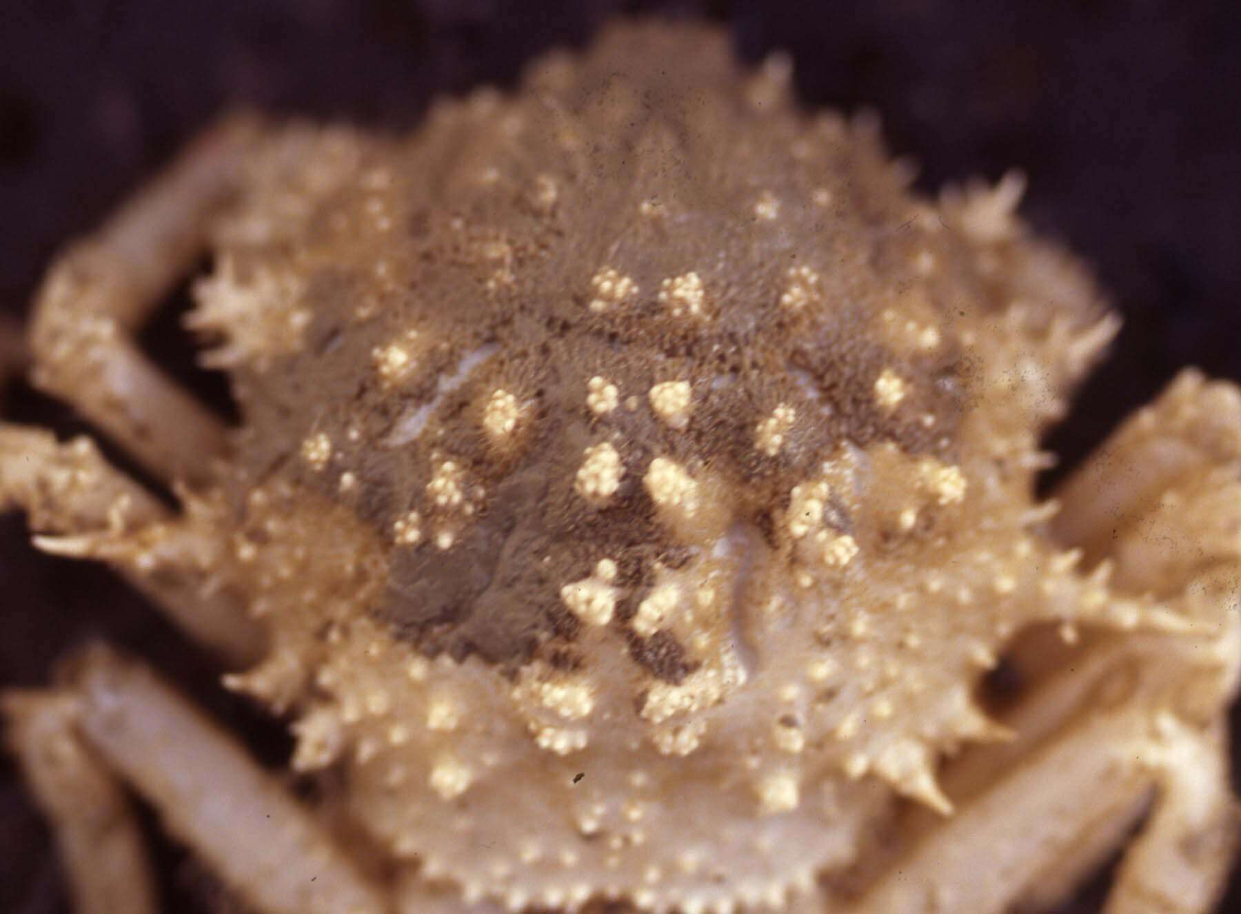 Image of velvet horse crab