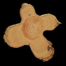Image of Senegalia riparia (Kunth) Britton & Rose