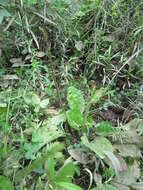 Image of blackseed plantain