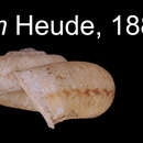 Image of Ptychopoma expoliatum vestitum (Heude 1885)