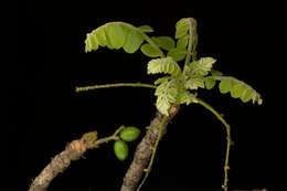 صورة Comocladia macrophylla (Hook. & Arn.) L. Riley