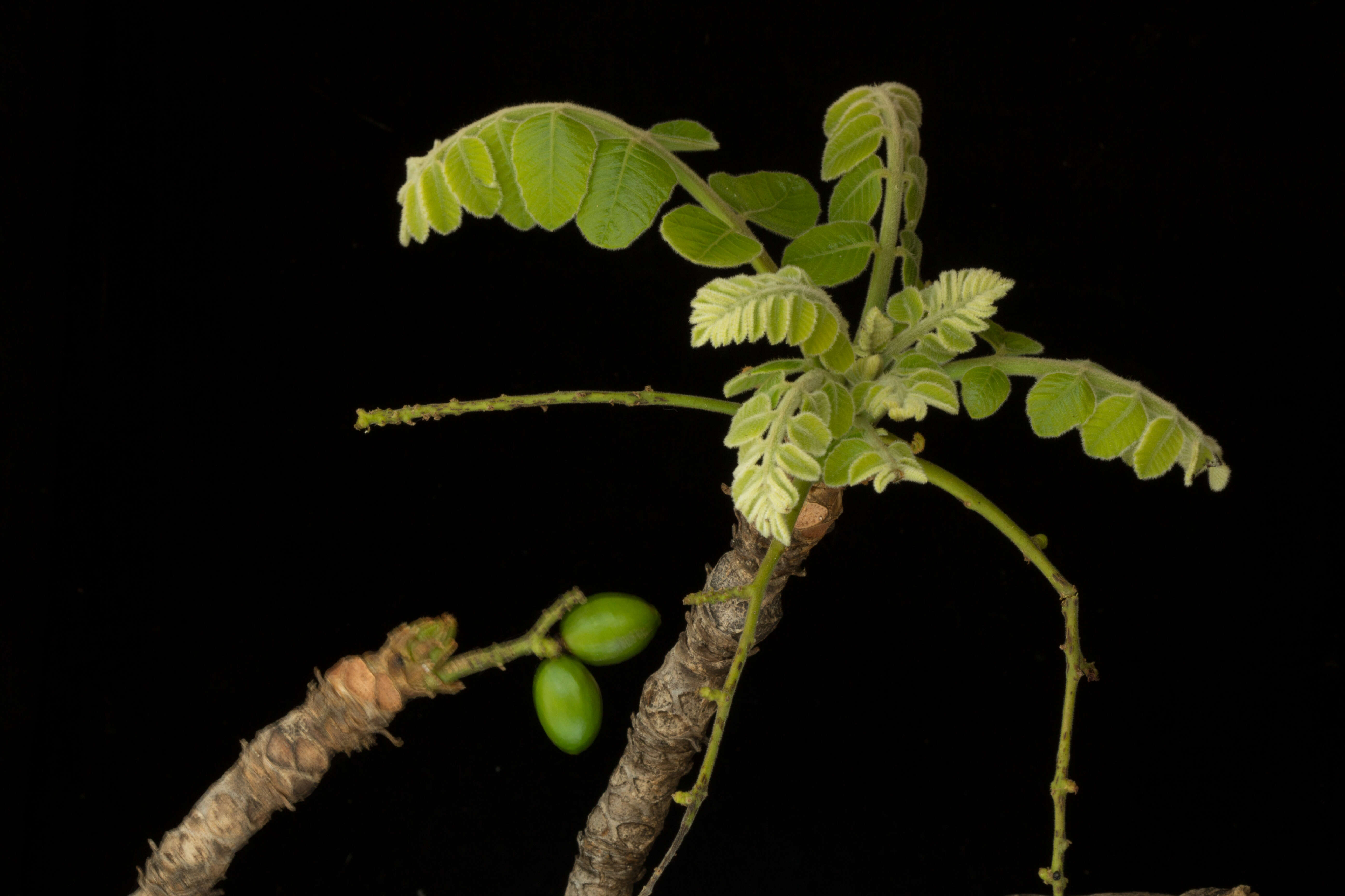 Image of Comocladia macrophylla (Hook. & Arn.) L. Riley