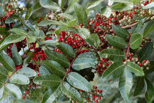 Image de Schinus terebinthifolia Raddi