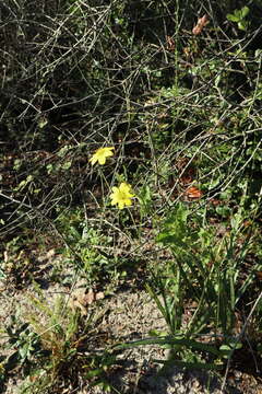 Image of Florida greeneyes