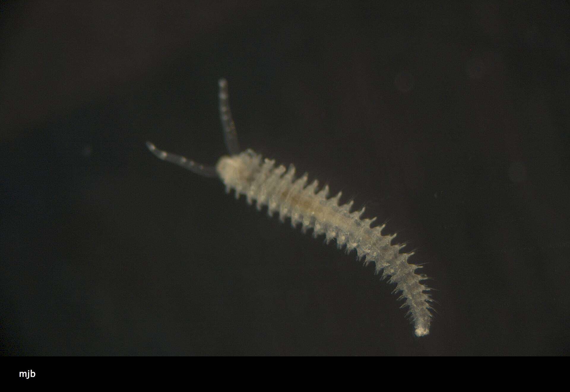 Image of Spionidae