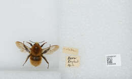 Image of Bombus muscorum (Linnaeus 1758)