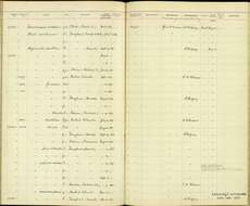 صورة Catharus fuscescens fuscescens (Stephens 1817)