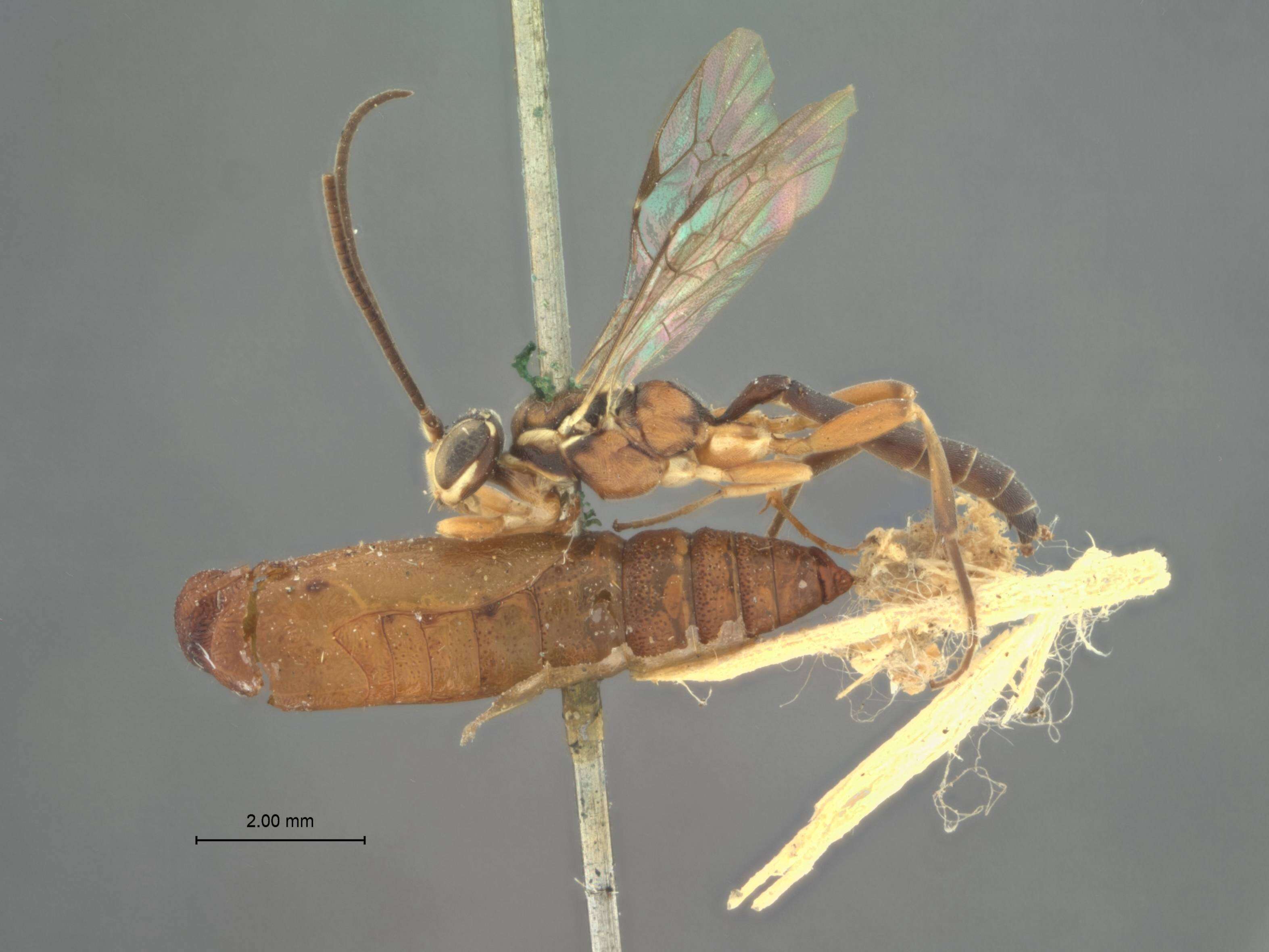 Image of Ichneumon Linnaeus 1758