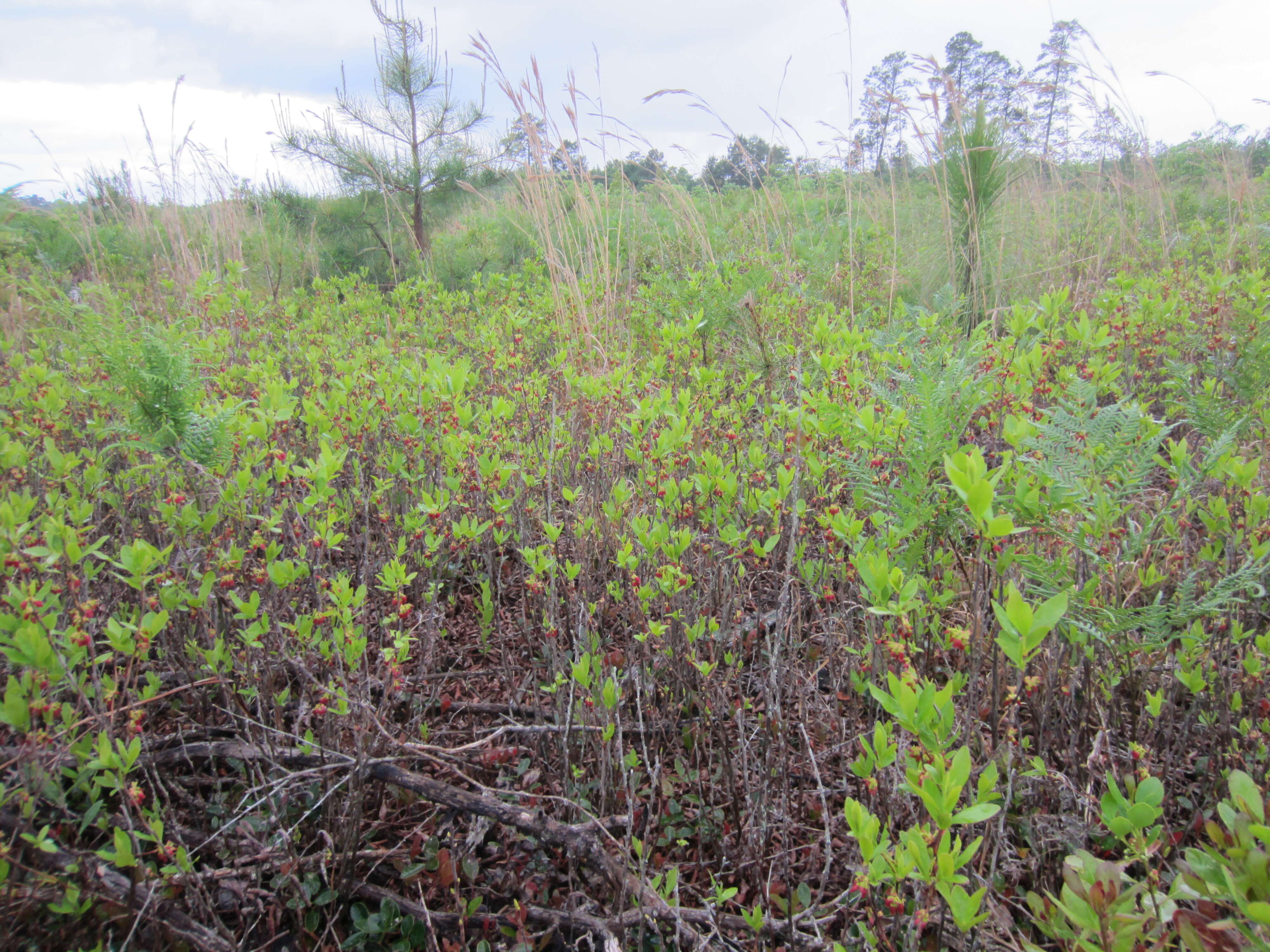 Image of Black Huckleberry