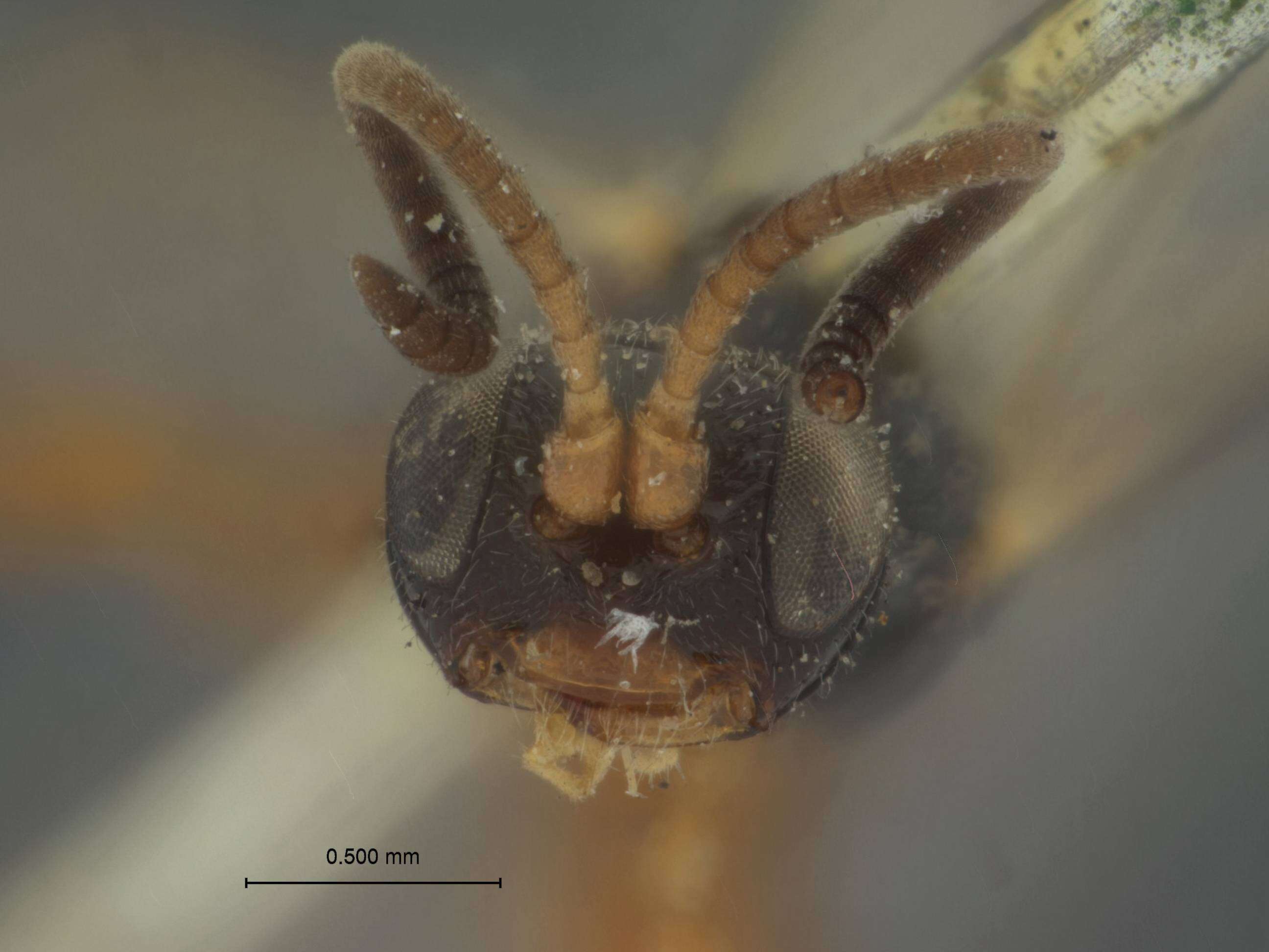 Image of Phaeogenes Wesmael 1845