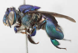 Image de Euglossa analis Westwood 1840