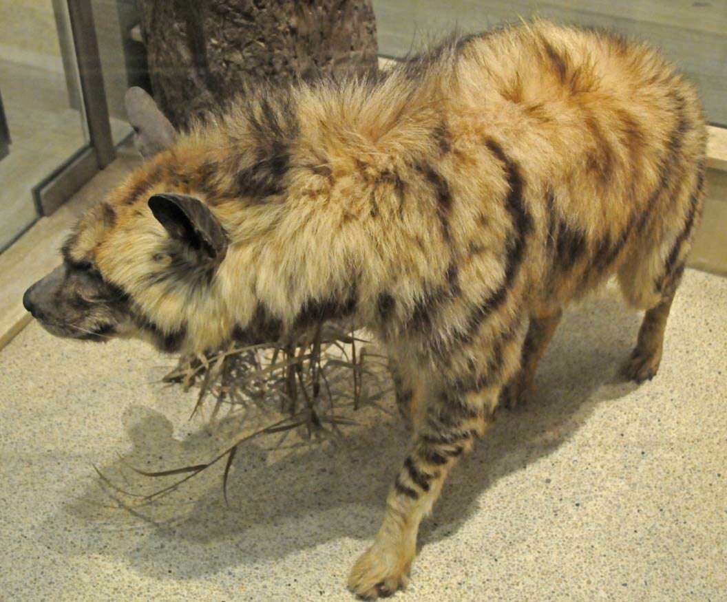 Image of Striped Hyena