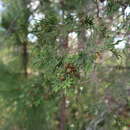 Image of Chamaecyparis thyoides var. thyoides
