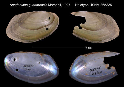 Image of <i>Anodontites guanarensis</i>