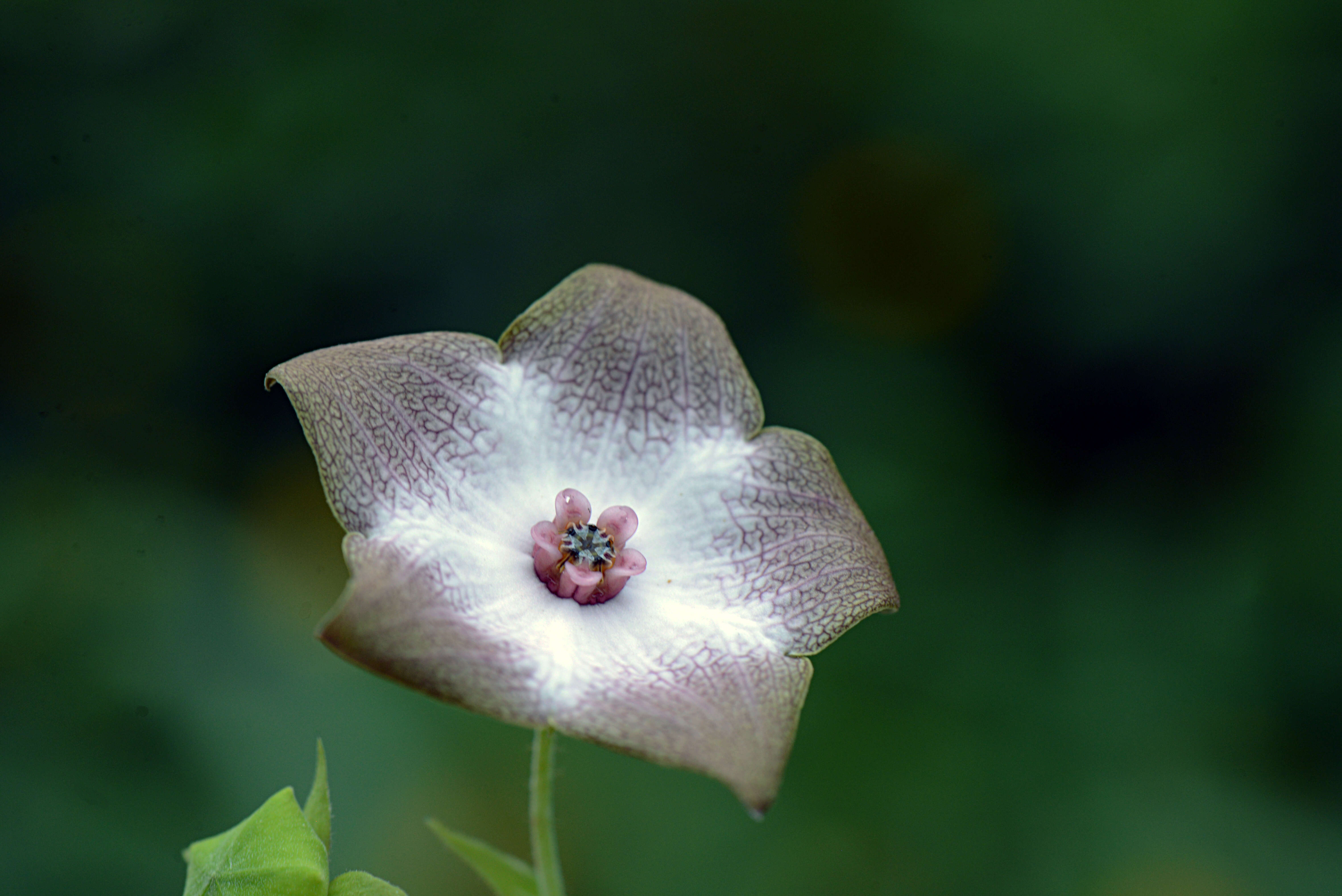 Image of Polystemma guatemalense (Schltr.) W. D. Stevens