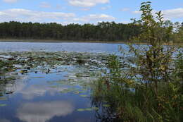 Image of bog-moss family