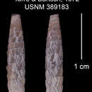 Imagem de Cochlodinella corralillensis C. Torre & Bartsch 1972