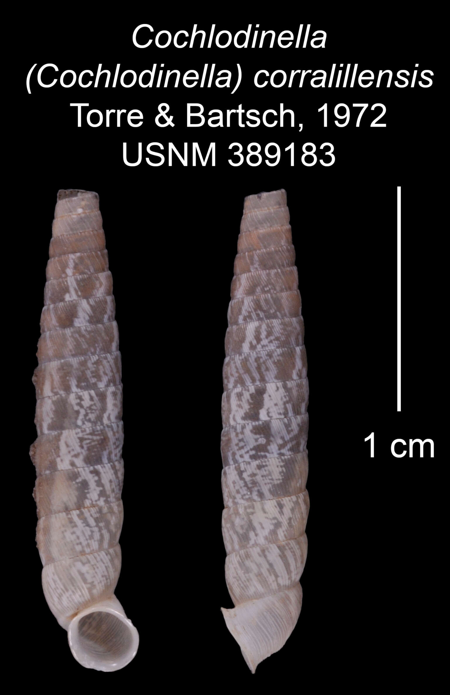 Imagem de Cochlodinella corralillensis C. Torre & Bartsch 1972