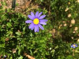 Image of Blue aster