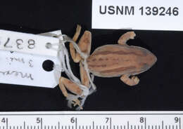 Image of Madrean Treefrog