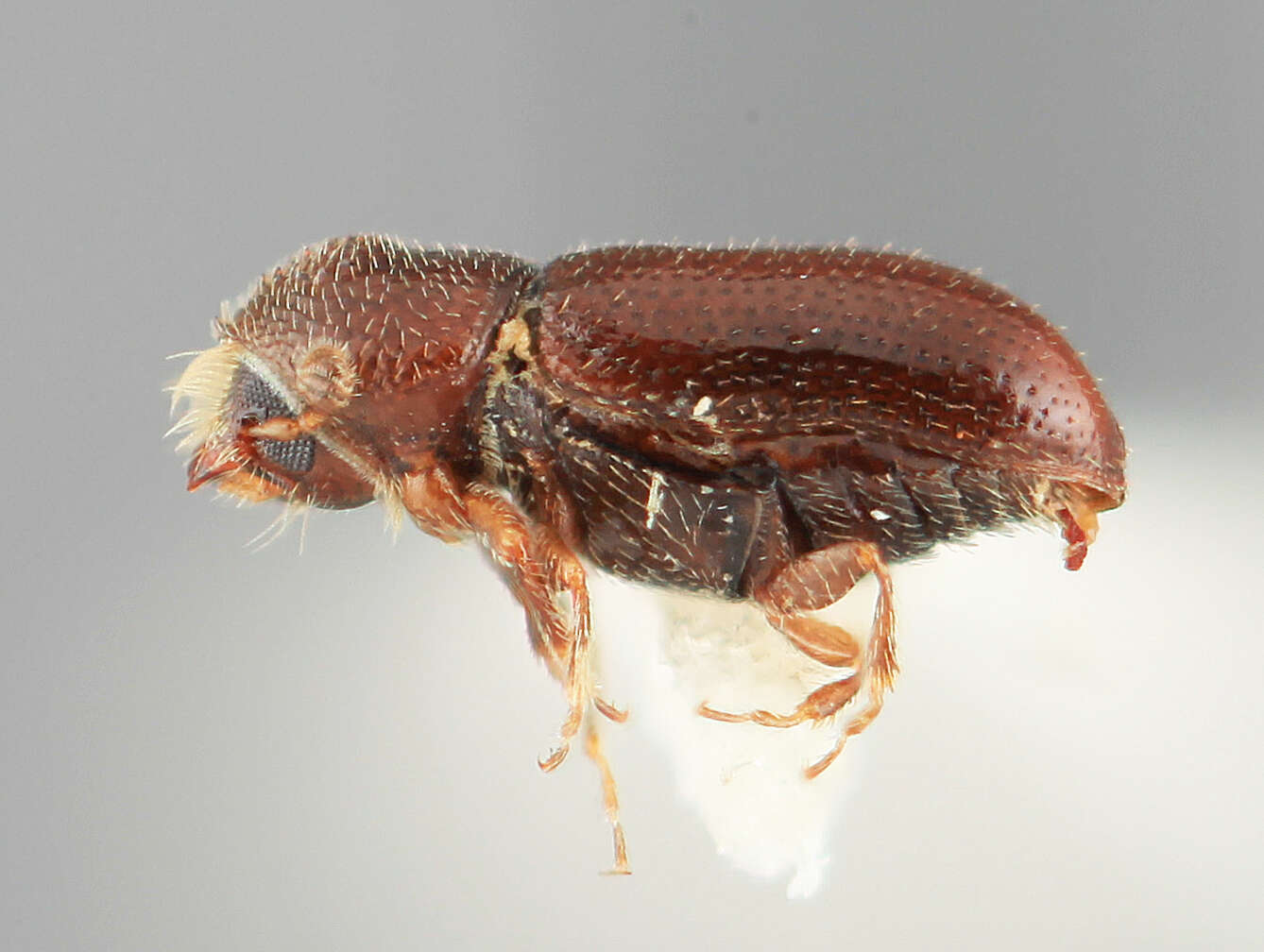 Image of Pityophthorus dolus Wood 1964