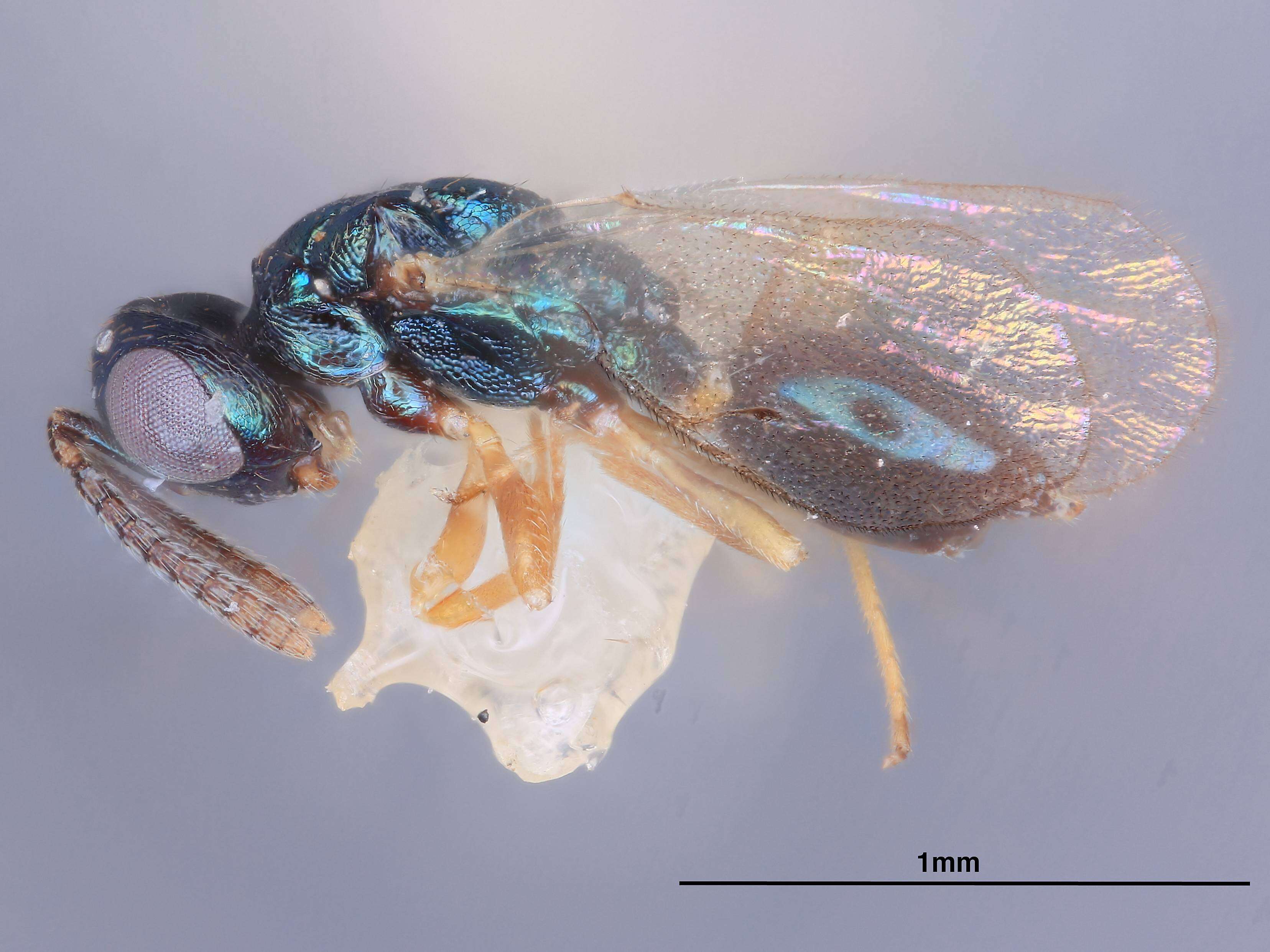 Image of Toxeuma aquilonium Heydon 1988