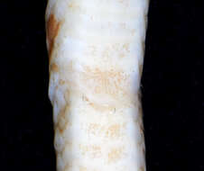 Image of Blanford's Bridal Snake