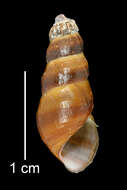 Image of Juga plicifera (I. Lea 1838)