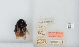 Image of Bombus coccineus Friese 1903