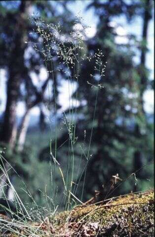 Image de Poa glauca subsp. glauca