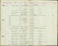 Pinicola enucleator alascensis Ridgway 1898 resmi