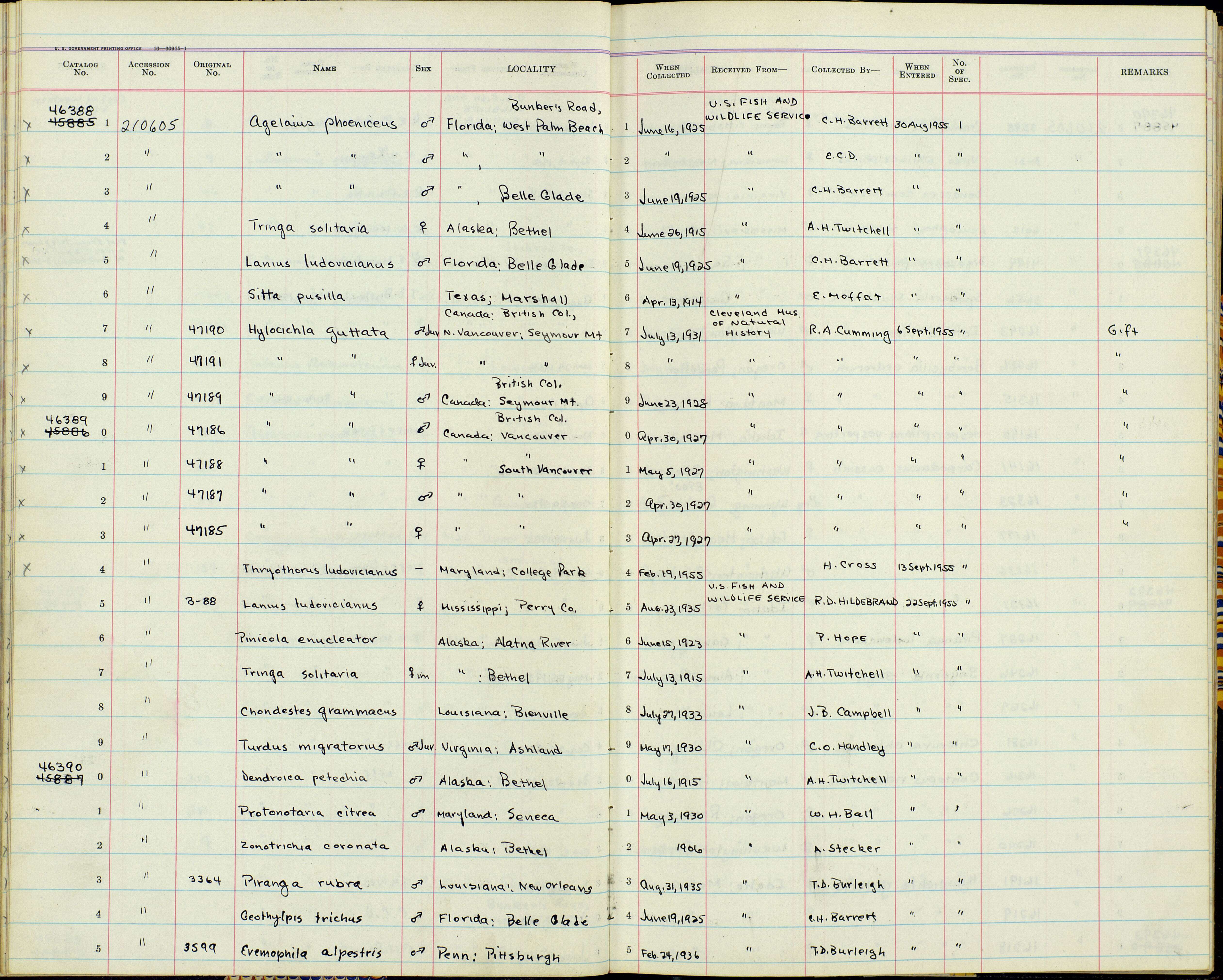 Pinicola enucleator alascensis Ridgway 1898 resmi