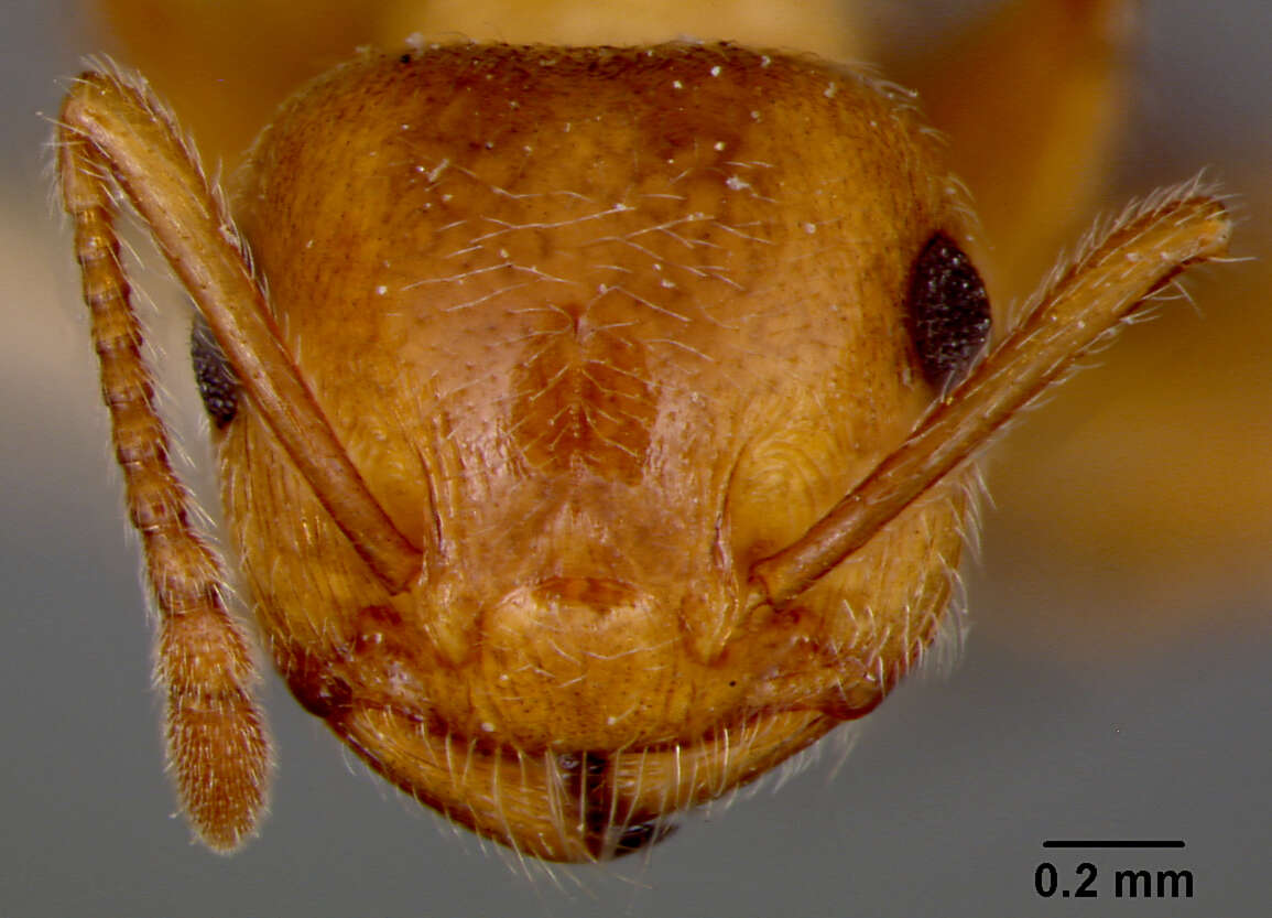 Image of Crematogaster rossi Buren 1968