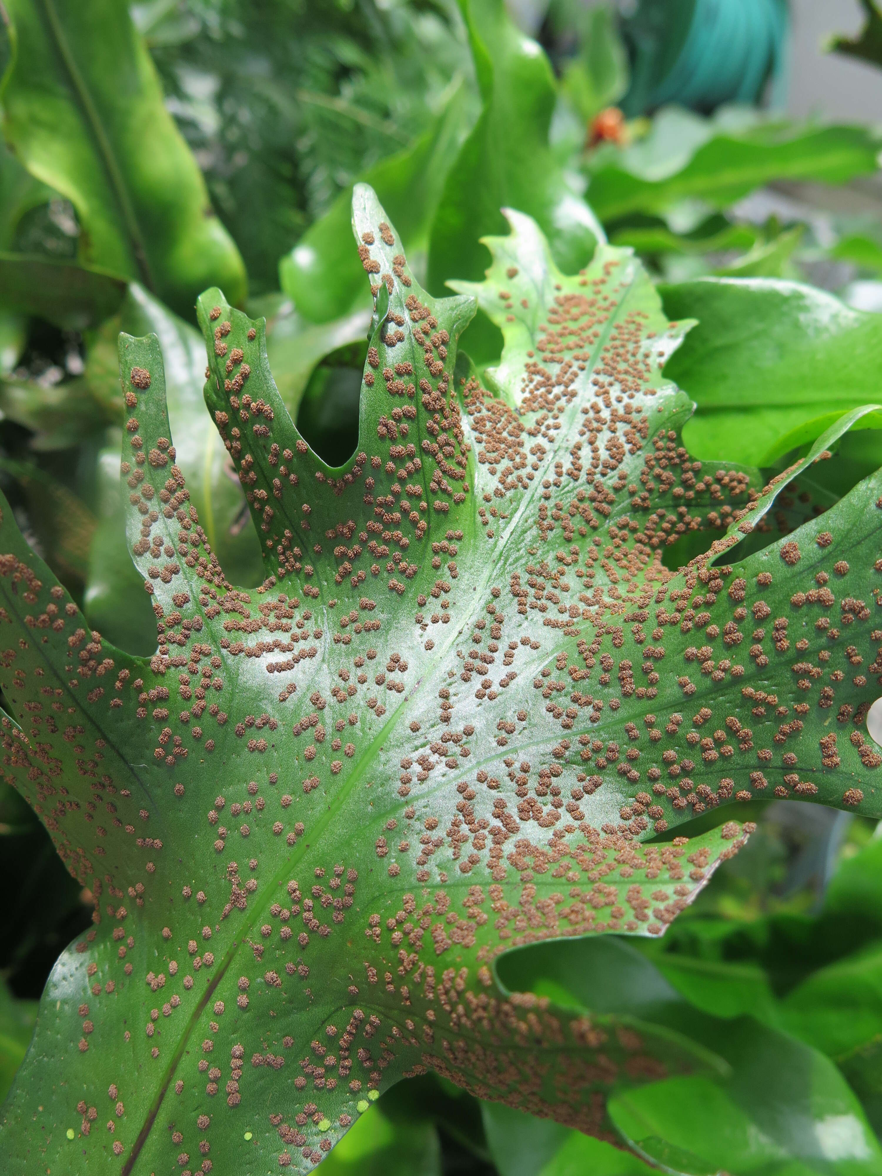 Image of climbing birdsnest fern