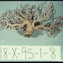 Imagem de Lepidotheca macropora Cairns 1986