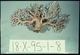 Imagem de Lepidotheca macropora Cairns 1986