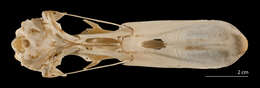 Image of Anas platyrhynchos platyrhynchos Linnaeus 1758