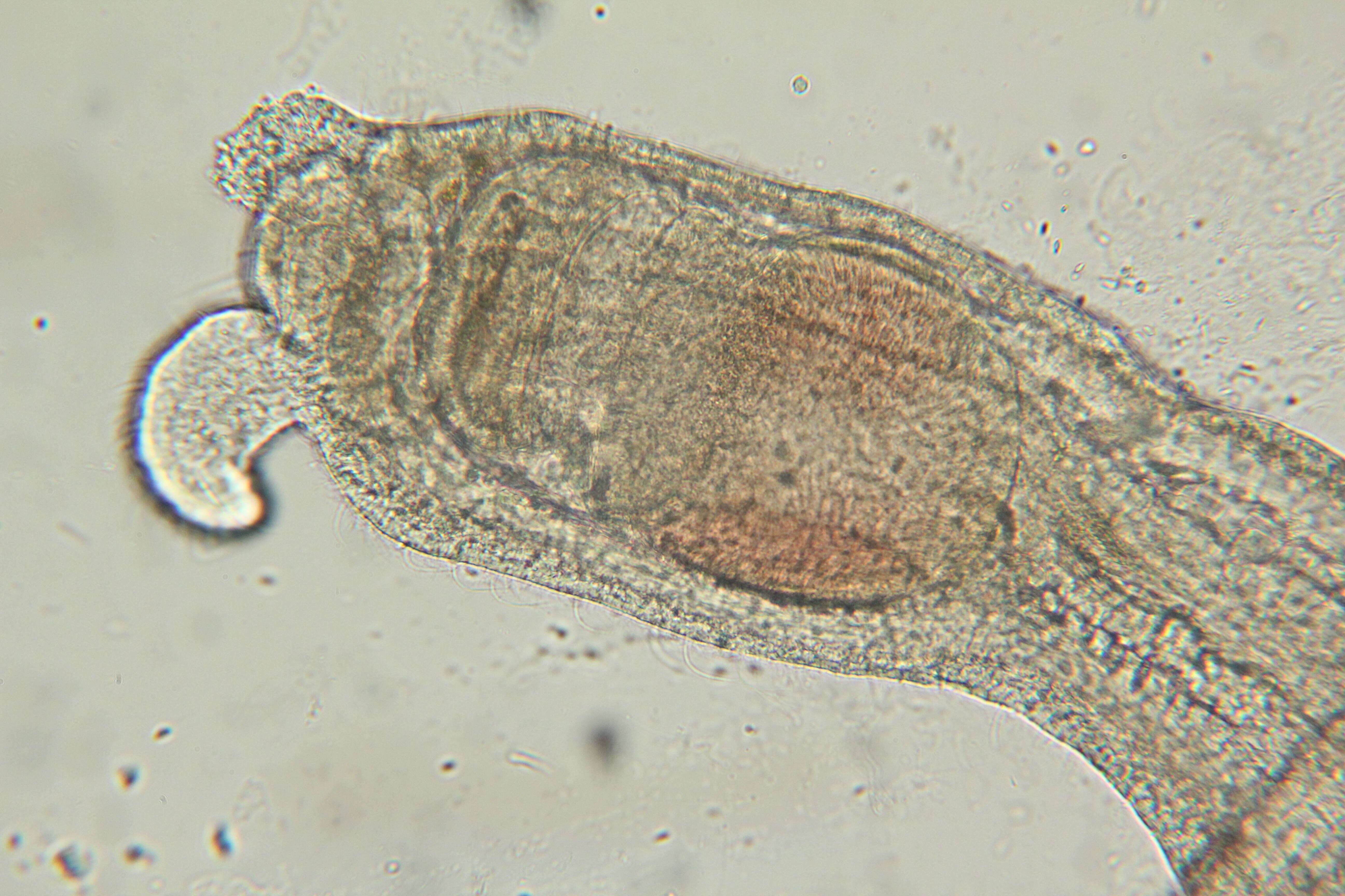 Слика од Megadrilus Martinez, Di Domenico, Rouse & Worsaae 2015