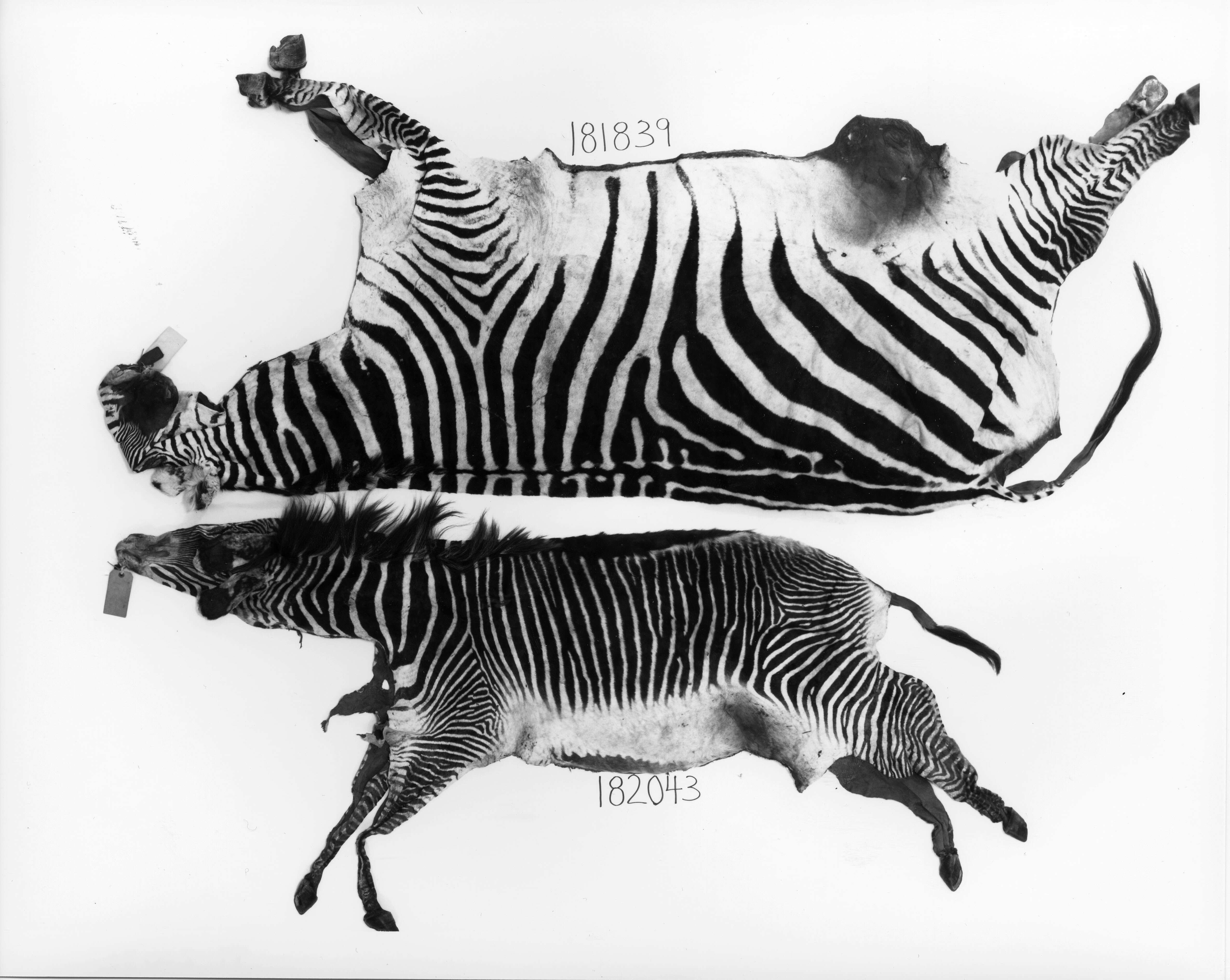 Image of Grevy's Zebra