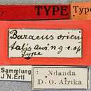 Image of Baraeus orientalis Aurivillius 1907