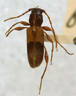 صورة Phymatodes dimidiatus (Kirby 1837)