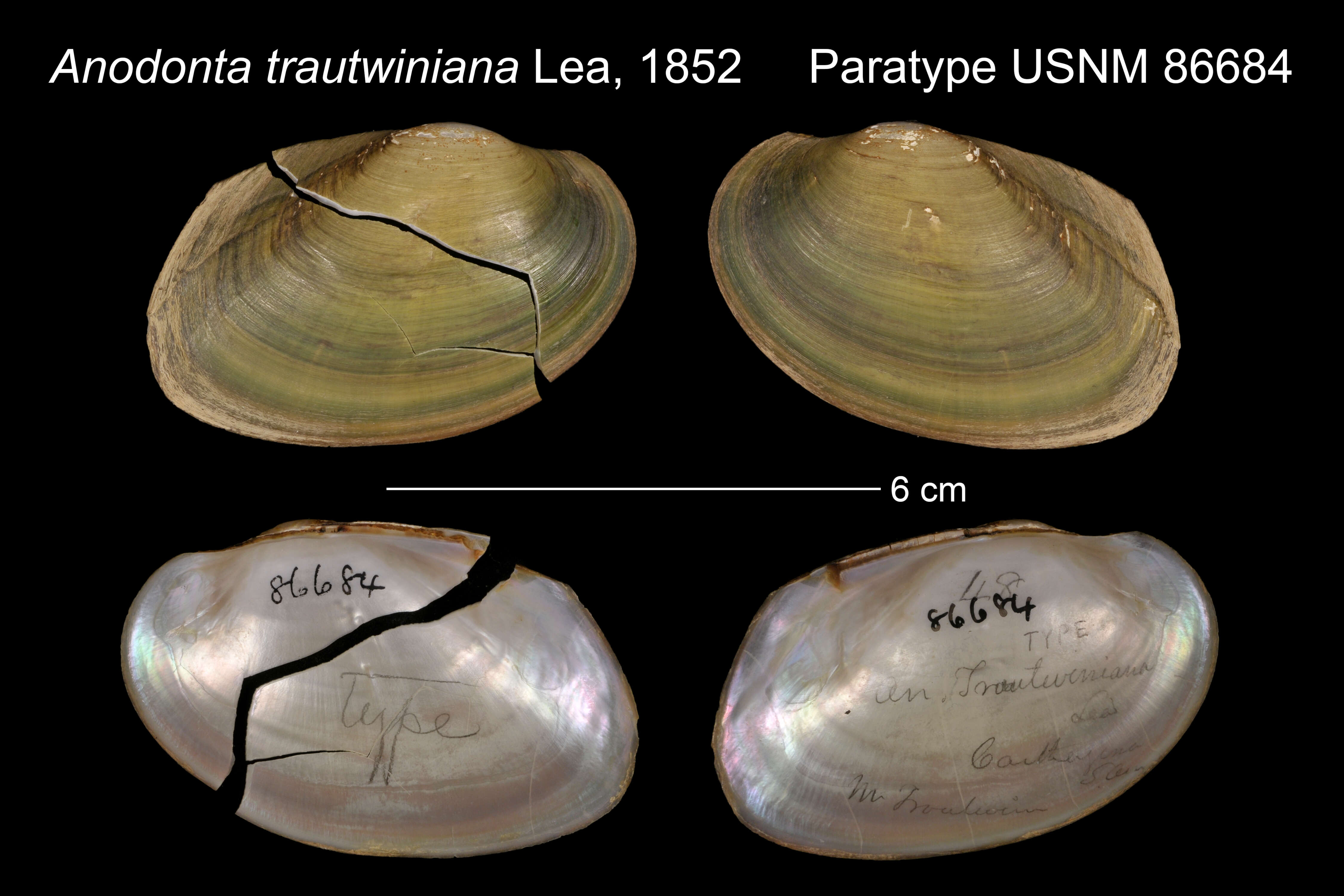 Anodonta trautwiniana Lea的圖片