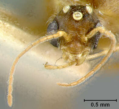 Pheidole centeotl Wheeler 1914 resmi